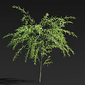 Single Decorative Tree With Lush Green Weeping Branches And Slender Leaves 3d model