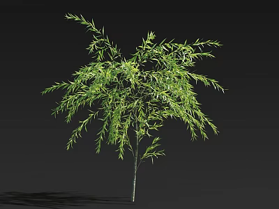 Single Decorative Tree With Lush Green Weeping Branches And Slender Leaves 3d model