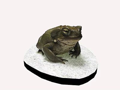 Realistic Brown Frog Statue On White Circular Base With Detailed Texture 3d model