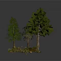 Different Types of Trees with Rocks and Moss at the Base on White Background