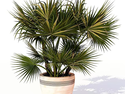 Elegant Decorative Plant Arrangement With Green Palm In Striped Ceramic Pot 3d model