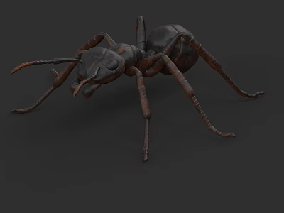 Detailed 3D Ant Model With Metallic Texture And Extended Legs On Dark Background 3d model