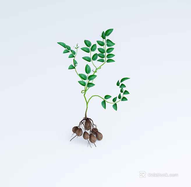 Fresh Green Plant With Lush Leaves And Brown Tubers On Roots Against White Background 3d model 