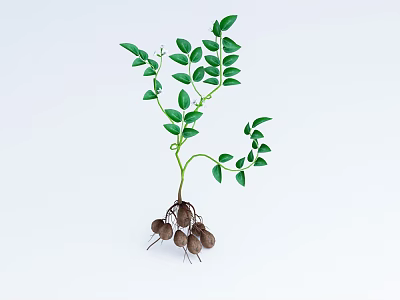 Fresh Green Plant With Lush Leaves And Brown Tubers On Roots Against White Background 3d model