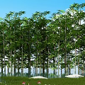 Tall Bamboo Trees Forest Under Blue Sky With Water Reflection And Red Lotus Flowers