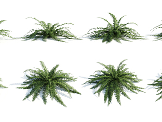 modern plant shrub 3d model