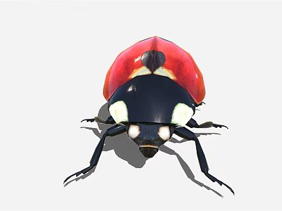 Detailed Vibrant Red and Black Ladybug with Sheath Wings and Black Body 3d model