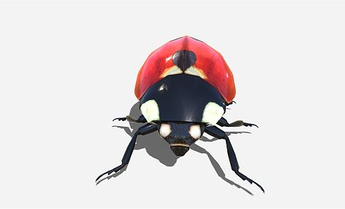 modern ladybug 3d model