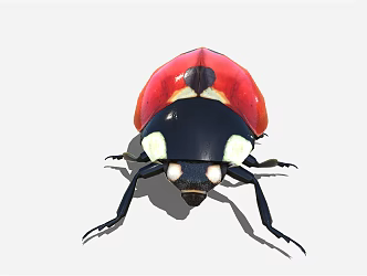 modern ladybug 3d model