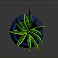 Green Leafy Plant in Blue Spherical Pot with Long Slender Leaves Against Gray Background