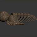Bronze Colored Trilobite Shaped Textured Surface Decorative Figurine For Home Decor