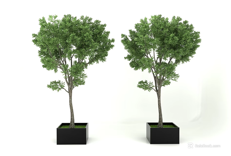 Green Leafy Potted Trees in Black Square Planters Against White Background 3d model