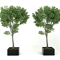 Green Leafy Potted Trees in Black Square Planters Against White Background 3d model