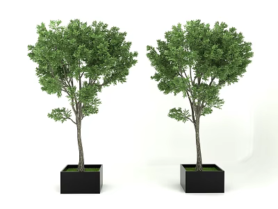 Green Leafy Potted Trees in Black Square Planters Against White Background 3d model
