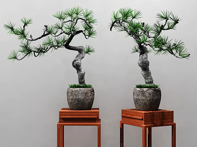 Bonsai Pine Trees With Curved Trunks Green Foliage In Gray Pots On Red Wooden Stands 3d model