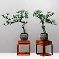 Bonsai Pine Trees With Curved Trunks Green Foliage In Gray Pots On Red Wooden Stands