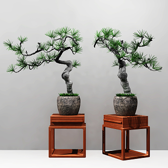 New Chinese Bonsai Pine 3d model