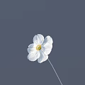 Beautiful Single White Bloom With Yellow Center And Stem On Gray Background 3d model