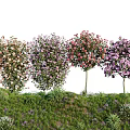 Colorful Flowering Trees With Various Blooms On Green Grassland And Low Plants