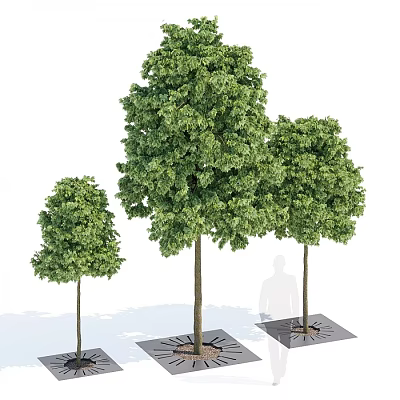 Arbor Collection With Different Sizes Lush Foliage Trunks And Square Bases 3d model