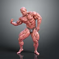 Muscular Man Posing to Flex Well Defined Strong Fit Body Muscles