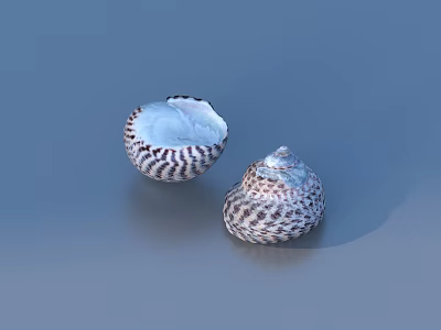 Two Natural Black And White Spotted Decorative Seashells For Home Decor 3d model