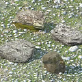 Natural Stone And Wood In Grassy Outdoor Setting With Small Pebbles