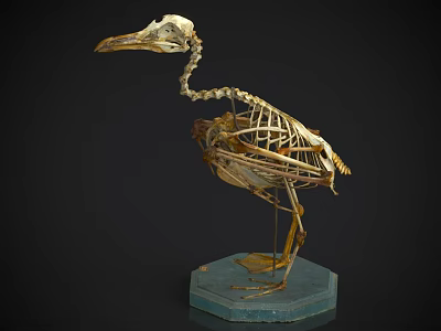 Detailed Bird Skeleton With Long Beak Displayed On Blue Stand Base 3d model