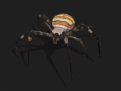 Yellow White and Brown Striped Spider With Long Legs On Dark Background 3d model