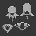 Anatomical White Human Vertebrae Organ Models For Medical Educational Study And