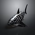 Detailed Realistic Shark With White Stripes On Dark Background 3D Render