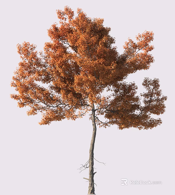 Autumn Tree With Orange Red Leaves And Slender Trunk On Light Background 3d model