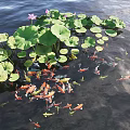 Waterside Landscape With Green Lotus Leaves Pink Flowers And Swimming Koi Fish