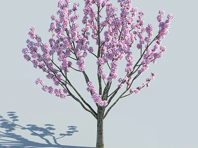 Vibrant Blooming Tree With Abundant Pink Blossoms And Elegant Extended Branches 3d model