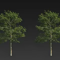 Two Arbor Trees Displayed with Green Leaves and Brown Trunks on Dark Background 3d model
