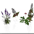 Various Green Plants with Purple White and Red Flowers and Fresh Leaves