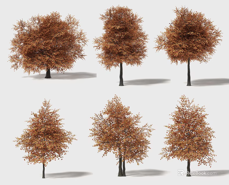 Multiple Arbor Specimens With Autumn Colored Leaves And Various Crown Shapes 3d model 