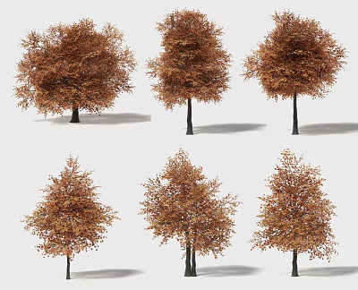 Multiple Arbor Specimens With Autumn Colored Leaves And Various Crown Shapes 3d model