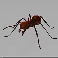 Realistic Red Ant 3D Model With Detailed Legs On Gray Background 3d model