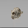 Detailed Close Up Animal Skull Skeleton With Jaw Teeth And Bone Structure 3d model