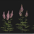 Various Flower and Grass Species Including Lanpu European Globeflower and Basil