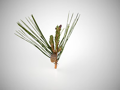Natural Pine Branch With Long Green Needles And Small Brown Cone 3d model