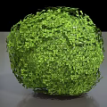 Spherical Green Bush With Lush Leafy Foliage In Round Shape Design