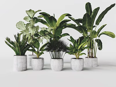 Various Types of Indoor Potted Plants in White Concrete Pots with Lush Leaves 3d model
