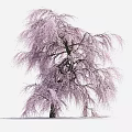 Weeping Cherry Blossom Tree With Pink Flowers And Drooping Branches Against White Background
