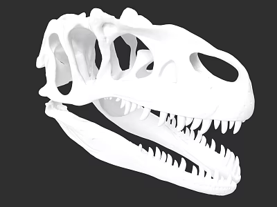 Reptile Dinosaur Skull Skeleton with Sharp Teeth and Bone Structure 3d model