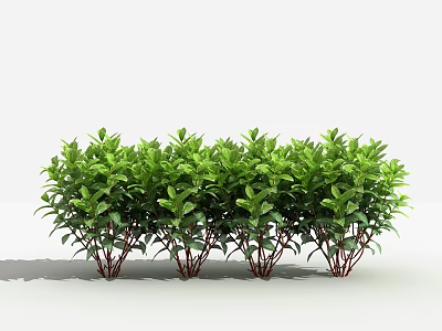 Lush Green Shrubs With Red Stems And Neat Row Foliage Arrangement 3d model