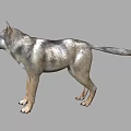 Realistic 3D Wolf Model With Standing Pose And Natural Fur Details 3d model