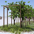 Wooden Pergola With Grape Vines Green Leaves And Purple Grapes In Grass