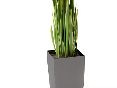 Tall Bonsai Potted Plant With Green Yellow Striped Leaves In Gray Square Pot 3d model